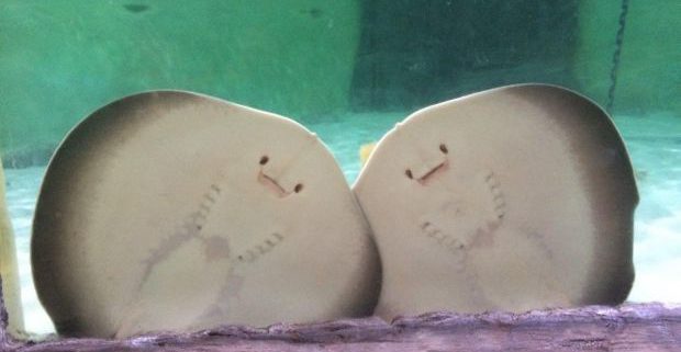 stingrays