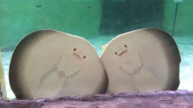 stingrays