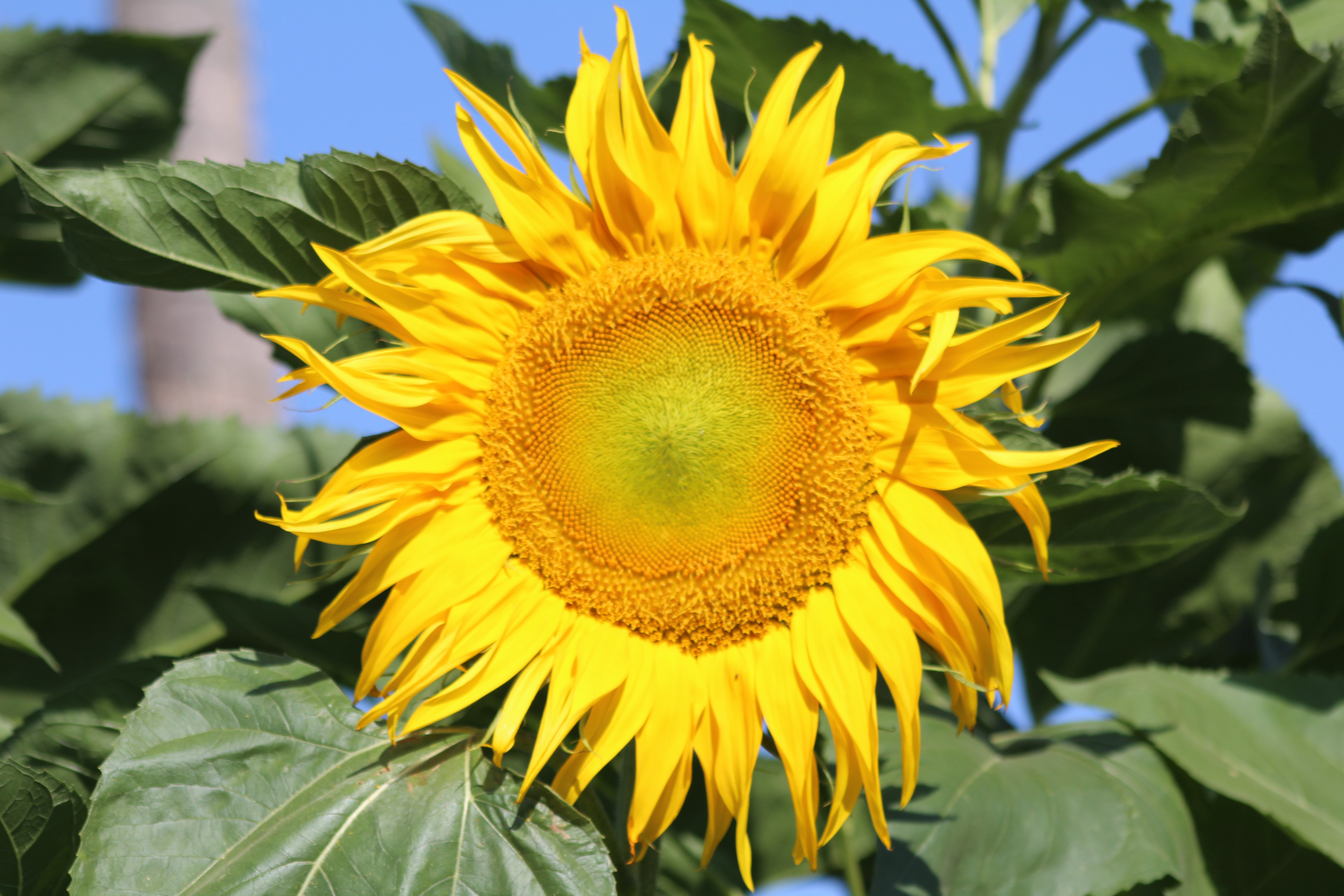 sun flower